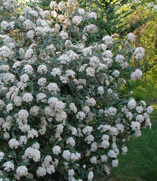 Viburnum pragense